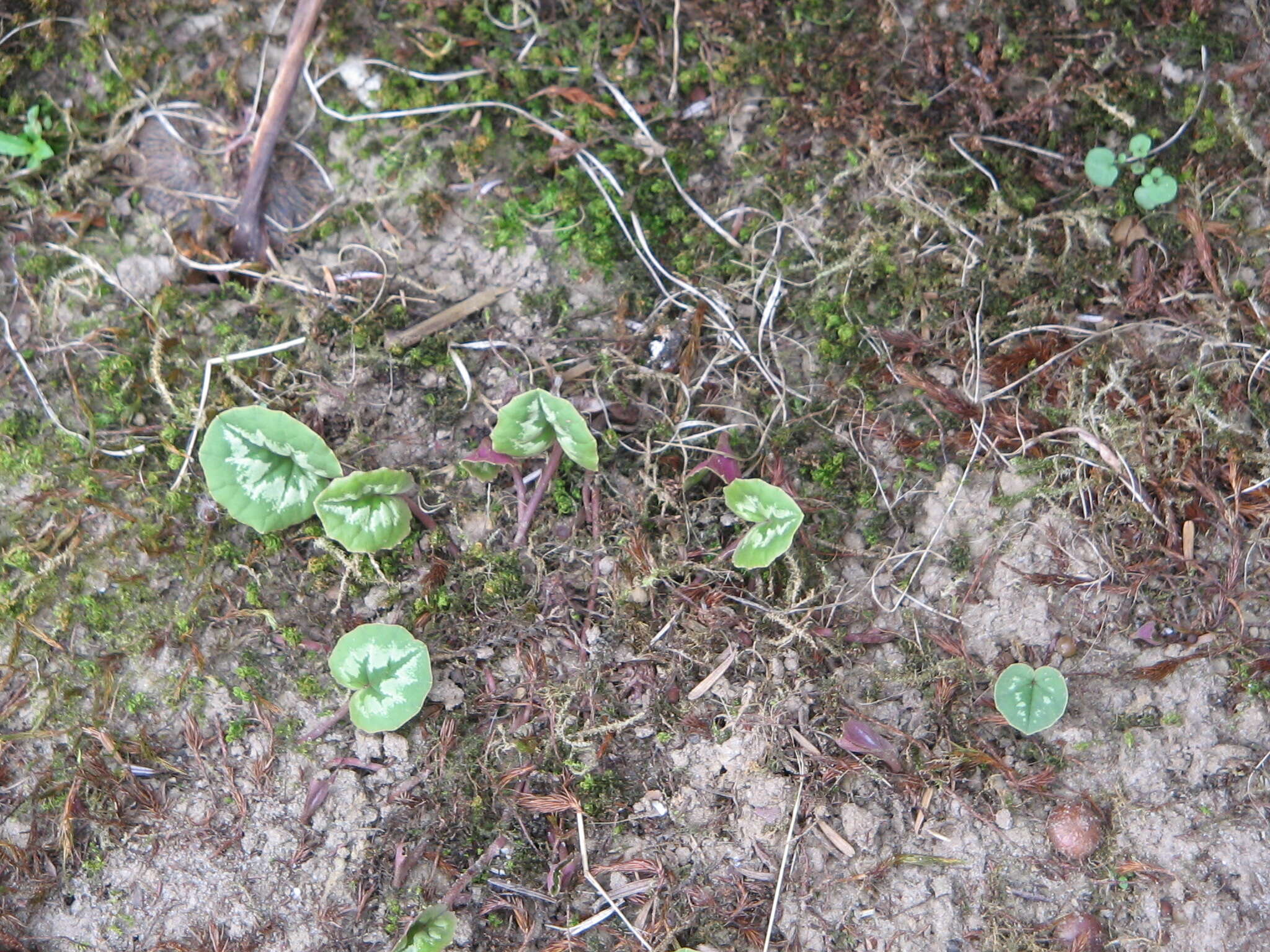 Image of Cyclamen coum Miller