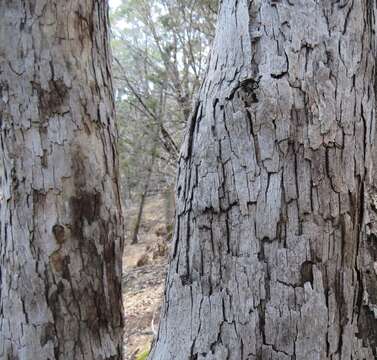 Image of bastard oak