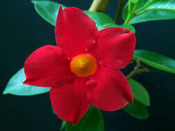 Plancia ëd Mandevilla sanderi (Hemsl.) R. E. Woodson