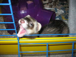 Image of domestic ferret