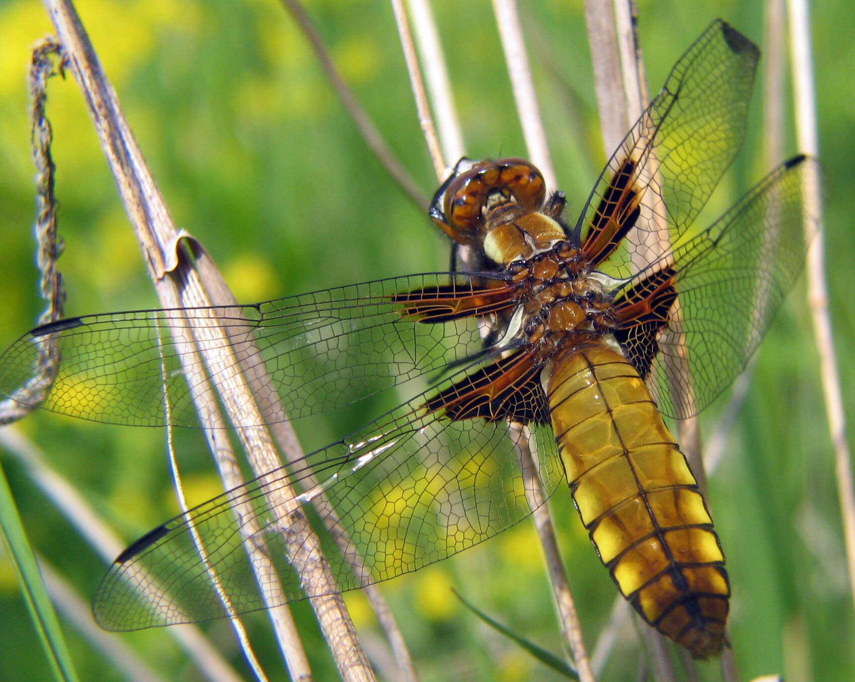 Image of Broad-bodied chaser