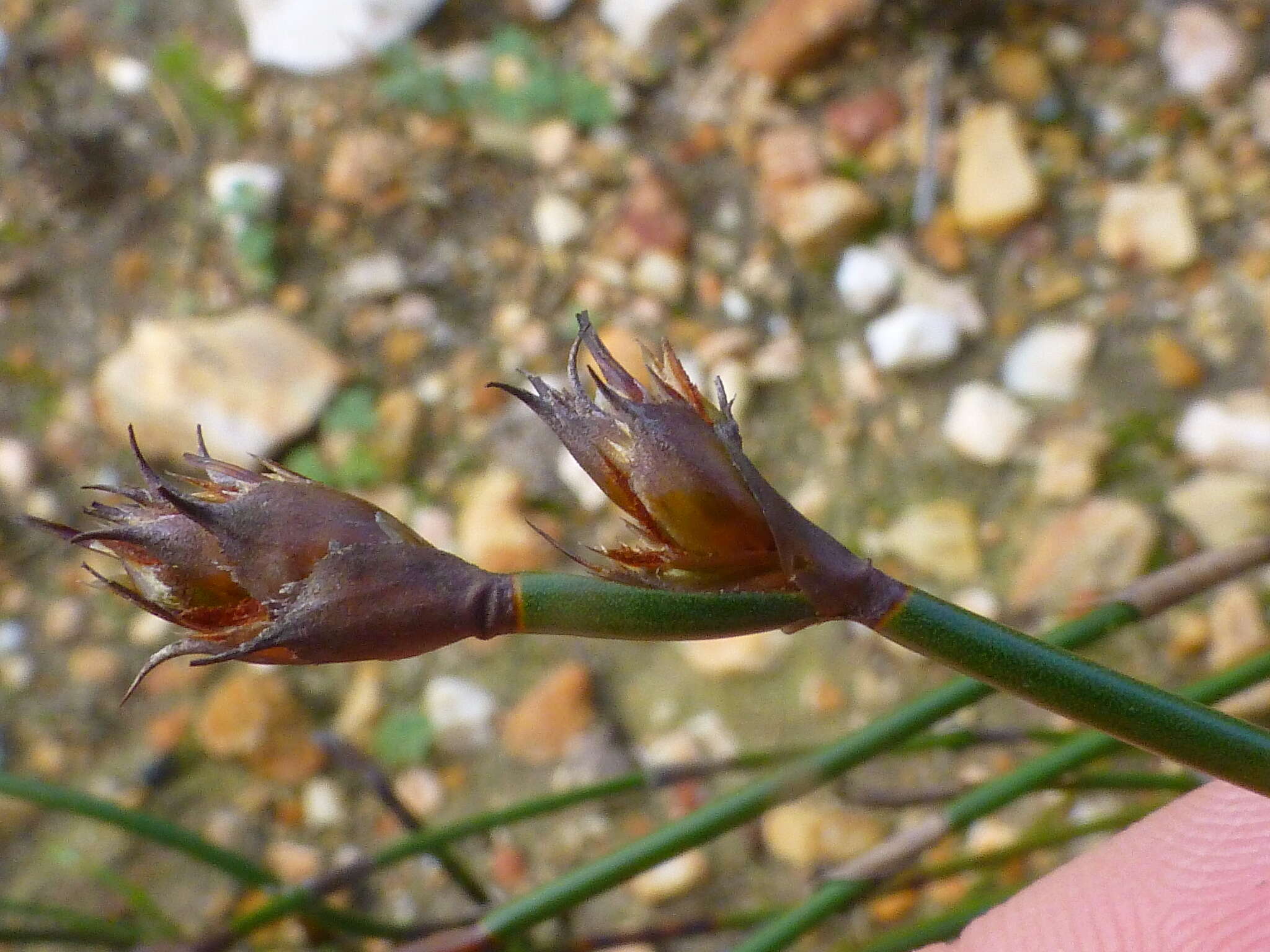 Image of Restio capensis (L.) H. P. Linder & C. R. Hardy