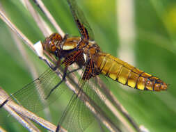 Image of Broad-bodied chaser