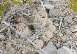 صورة Mammillaria pottsii Scheer ex Salm-Dyck