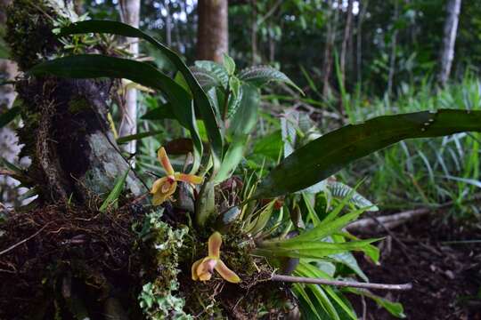 Image of rufous tiger orchid