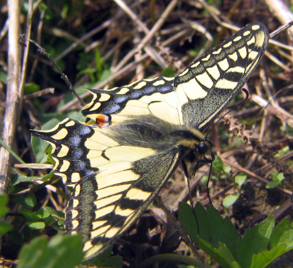 Image of Old World Swallowtail