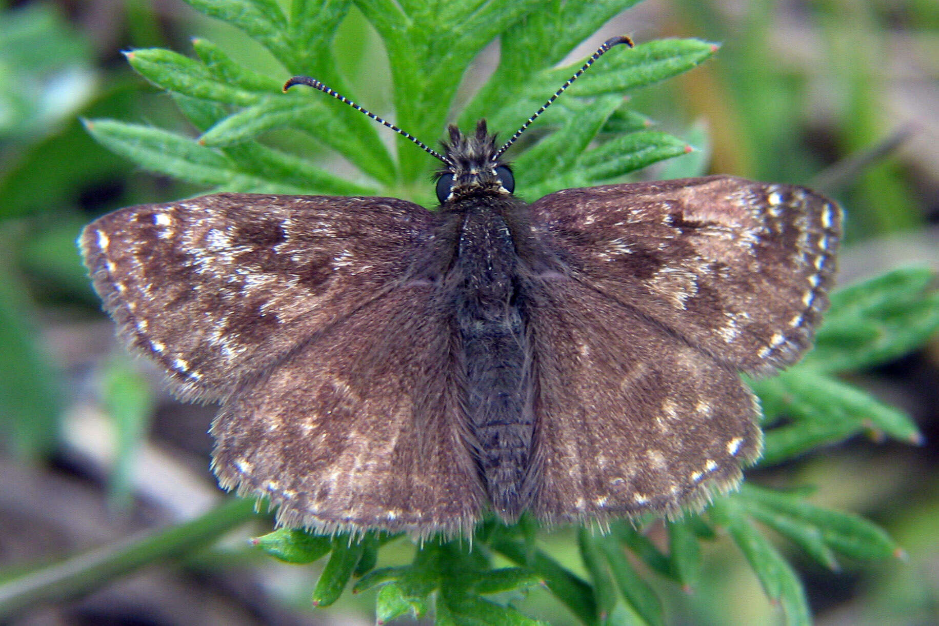 Image of dingy skipper