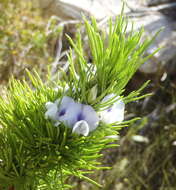 Image of Psoralea kougaensis