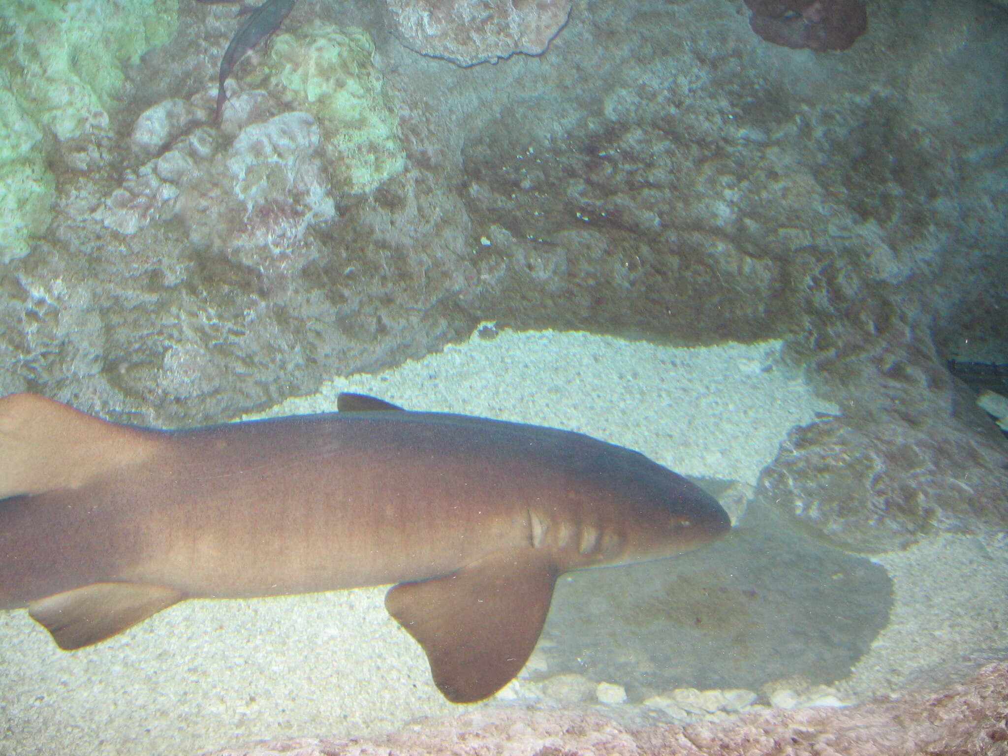 Image of Ginglymostoma