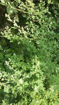 Image of Grey Goosefoot