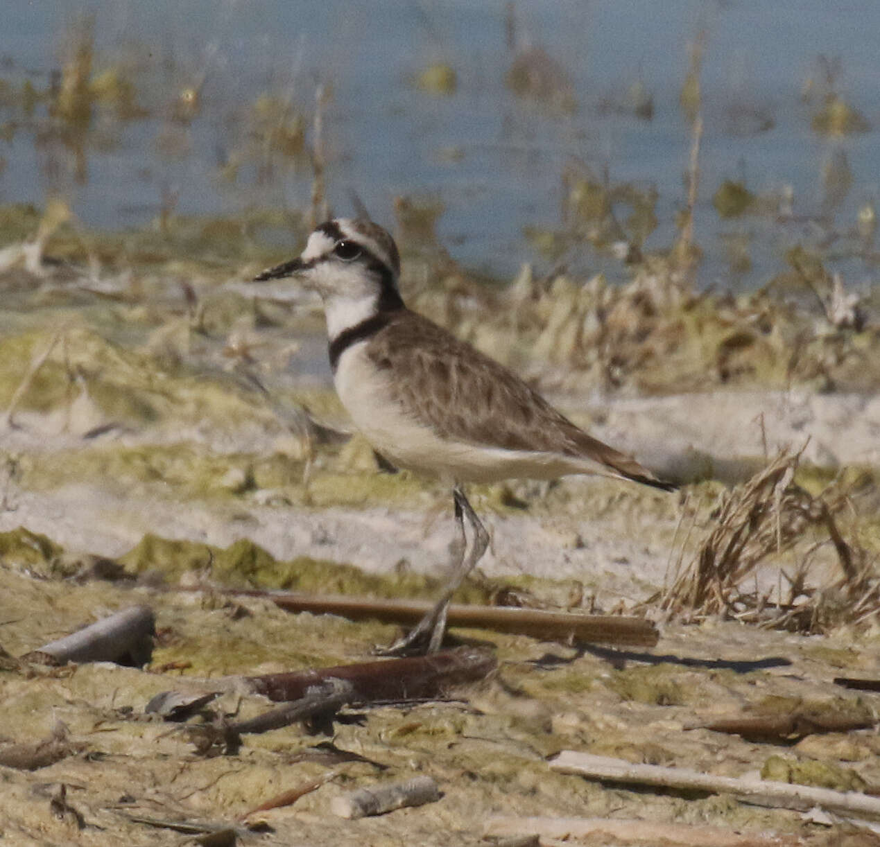 Charadrius thoracicus (Richmond 1896) resmi