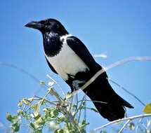 Image of Pied Crow