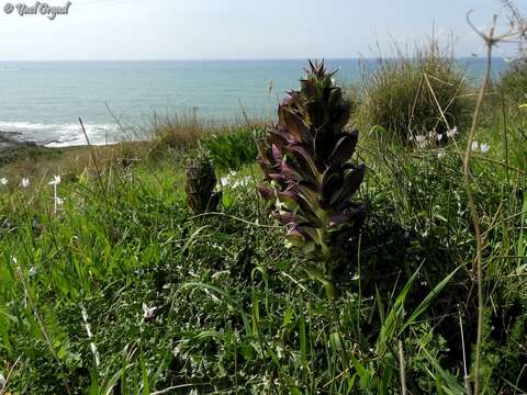 Image of Acanthus syriacus Boiss.