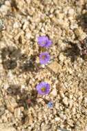 Image of Fremont's phacelia