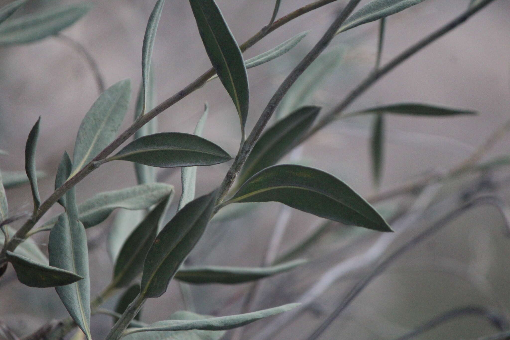 Image of Flourensia resinosa (Brandeg.) Blake