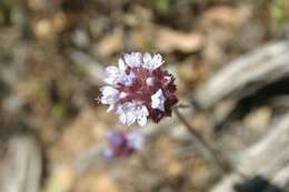 Image of bluehead gilia