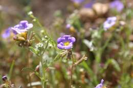 Image of Fremont's phacelia