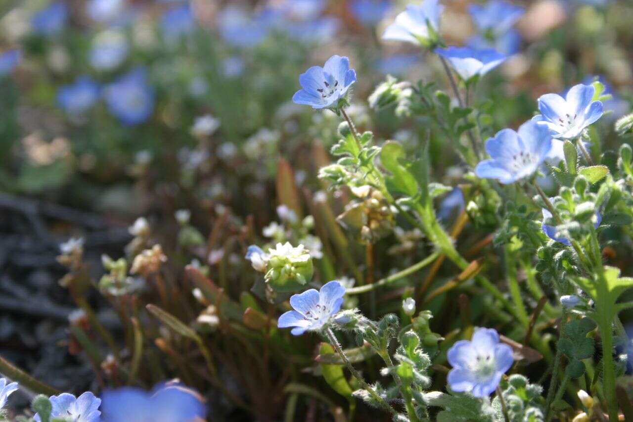 Image of baby blue eyes