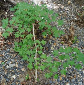 Image of Acer pictum subsp. mono (Maxim.) H. Ohashi