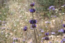 Imagem de Salvia columbariae Benth.