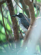 Imagem de Fraseria cinerascens Hartlaub 1857