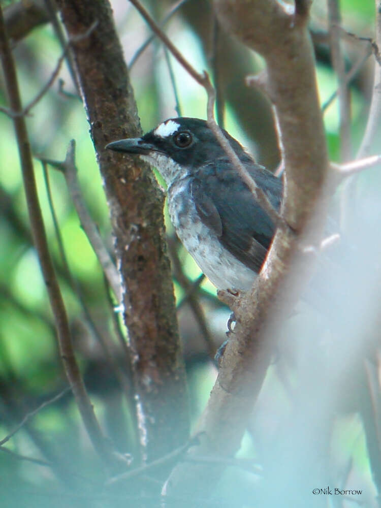 Image of White-browed Forest Flycatcher