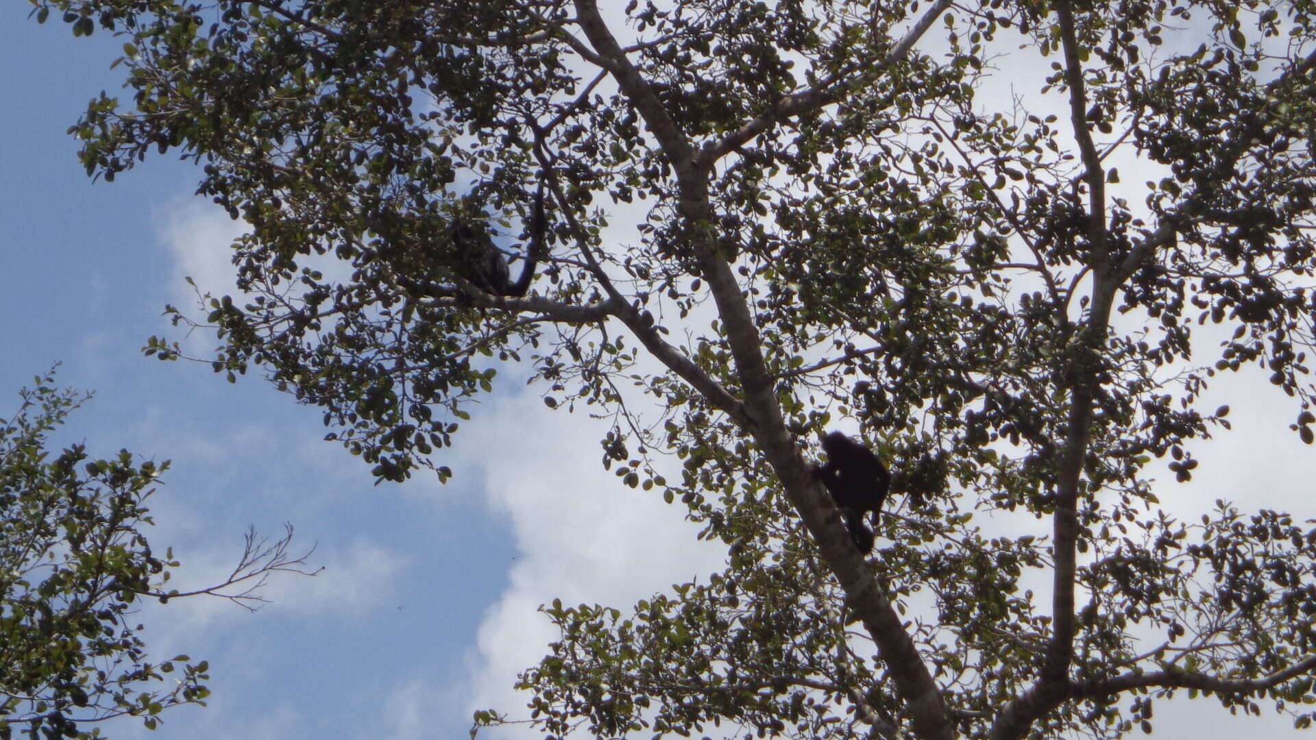 Image of Black-headed Spider Monkey