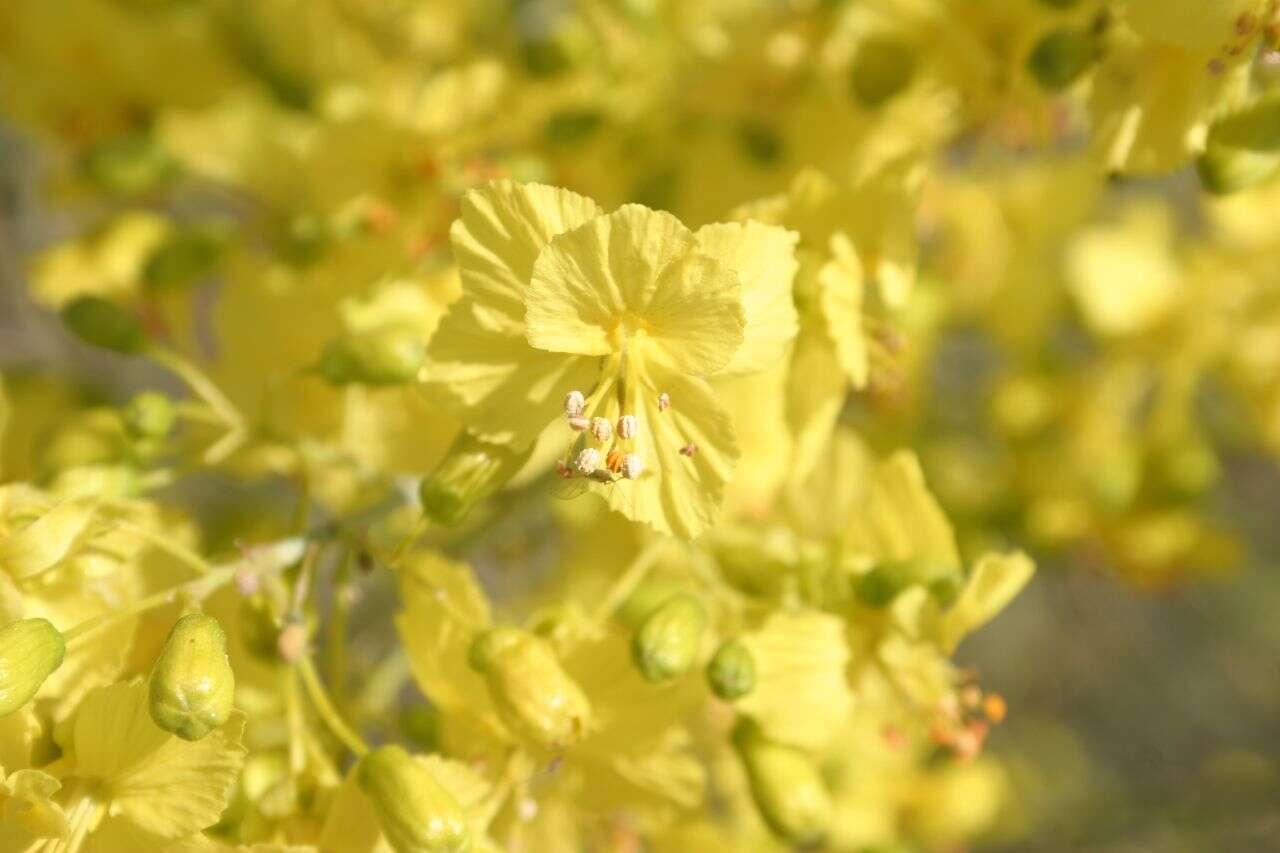 Image of Cercidium floridum