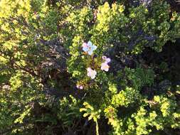 Image of Lemon Boronia