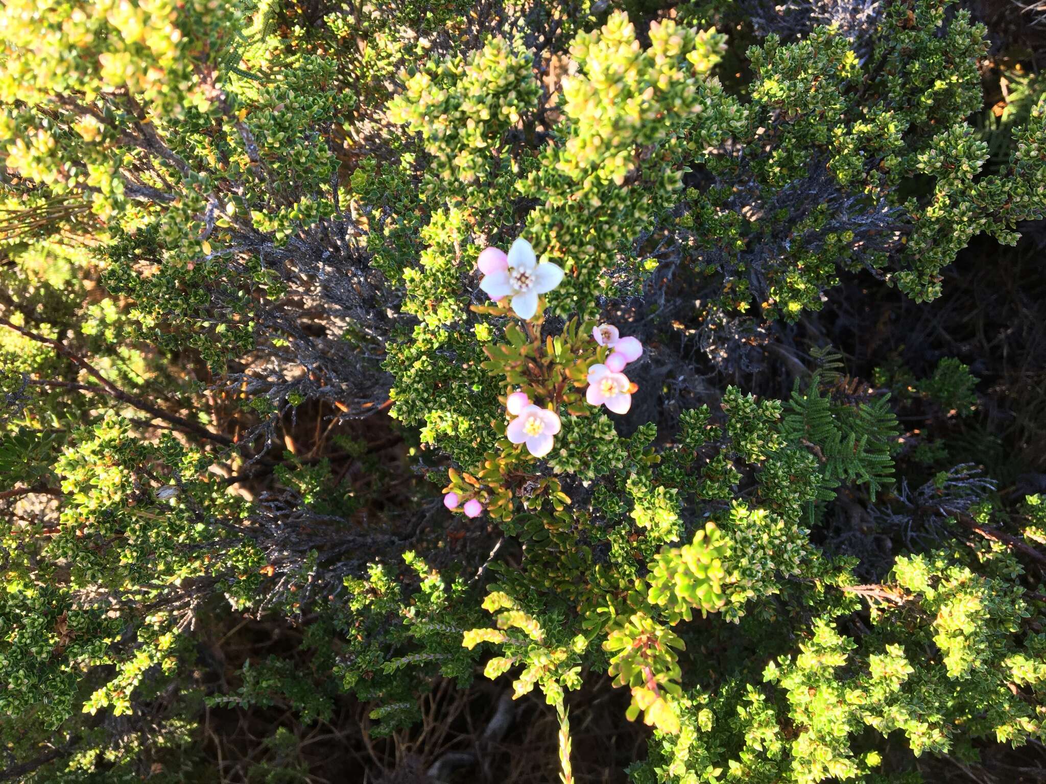 Image of Boronia citriodora Gunn ex Hook. fil.