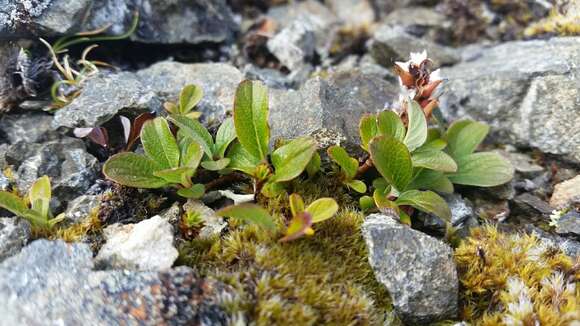 Image de Salix stolonifera Coville