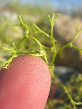 Image of brittle spineflower