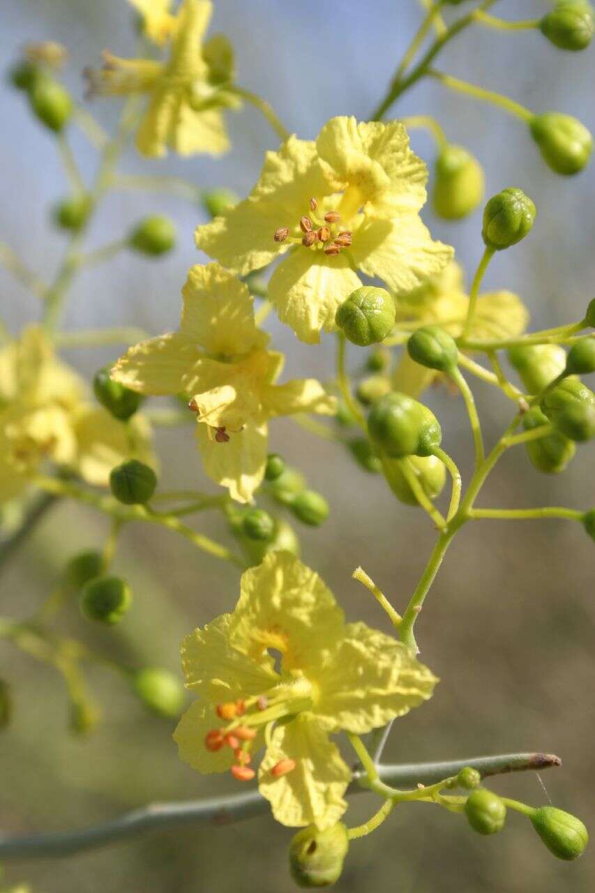 Image of Cercidium floridum