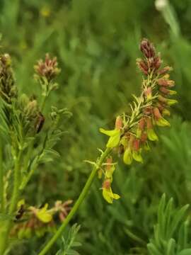 Astragalus floridulus D. Podl.的圖片