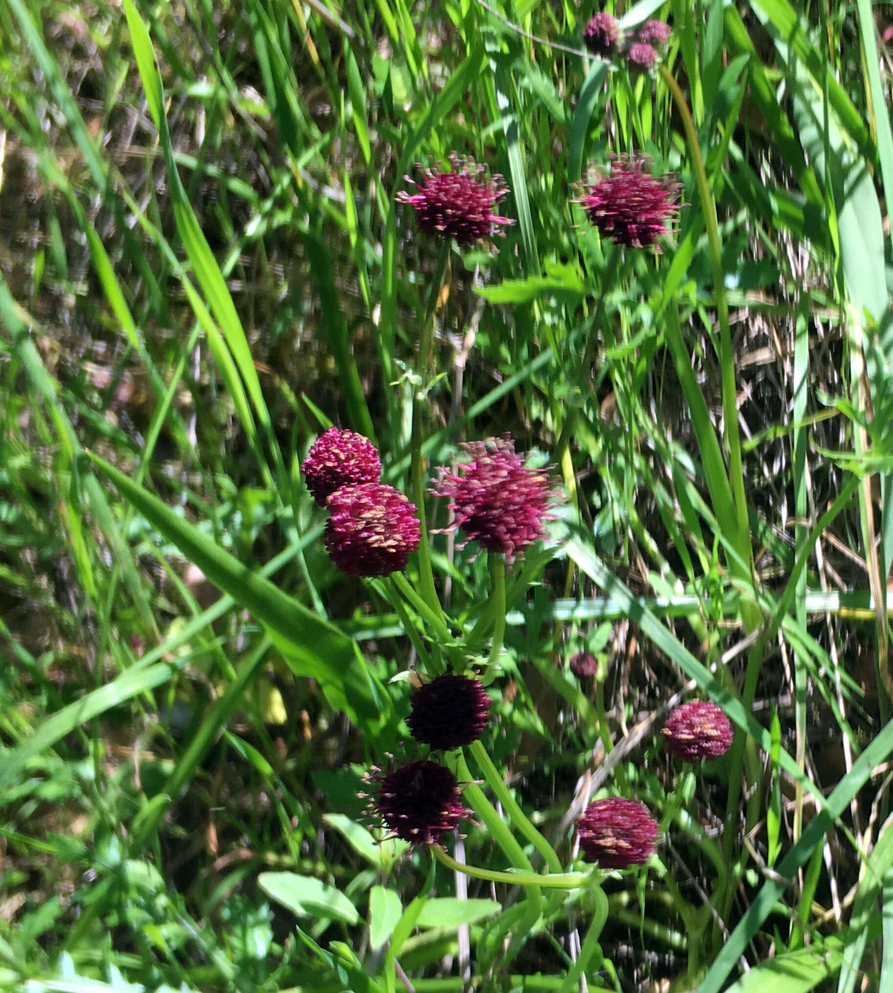 Image of purple sanicle