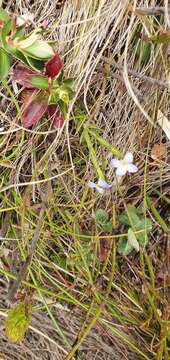 Image of Gnidia linoides Wikstr.