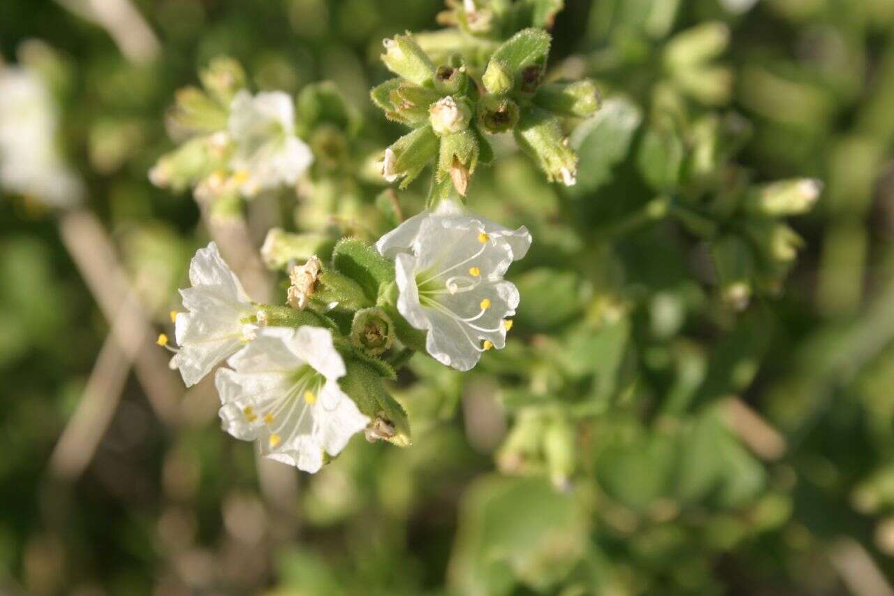 Image of desert wishbone-bush