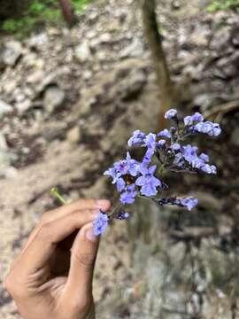 Image of Vitex hemsleyi Briq.