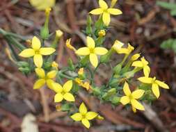 Kalanchoe deficiens (Forskål) Asch. & Schweinf. resmi