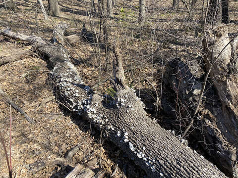 Image of False turkeytail