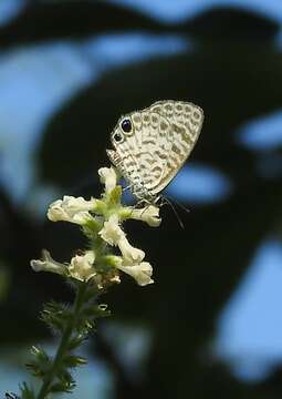 Image of Cassius Blue