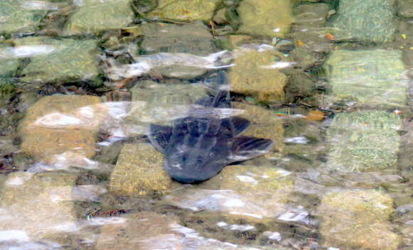 Image of Catfish