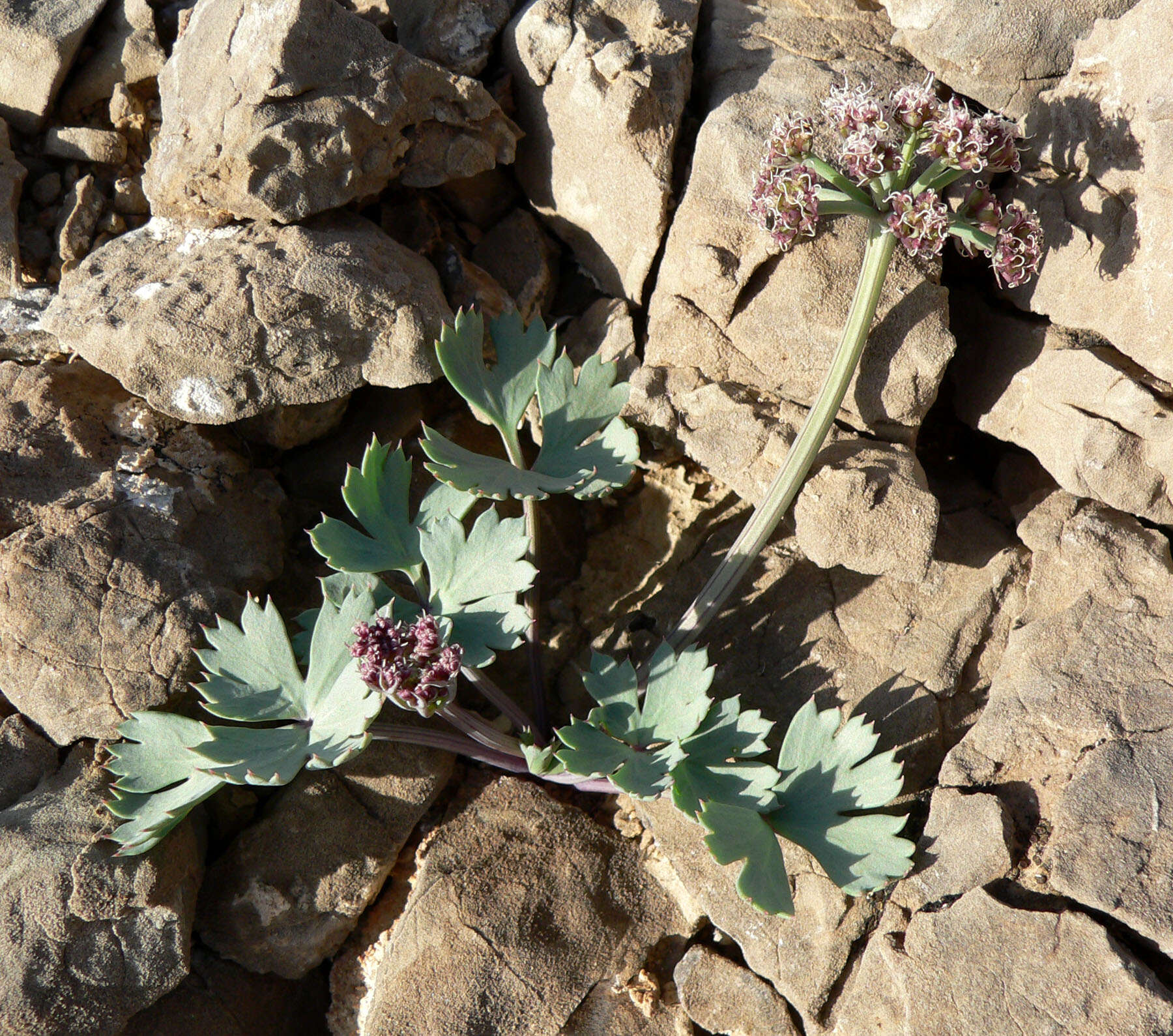 Image of Gilman's springparsley