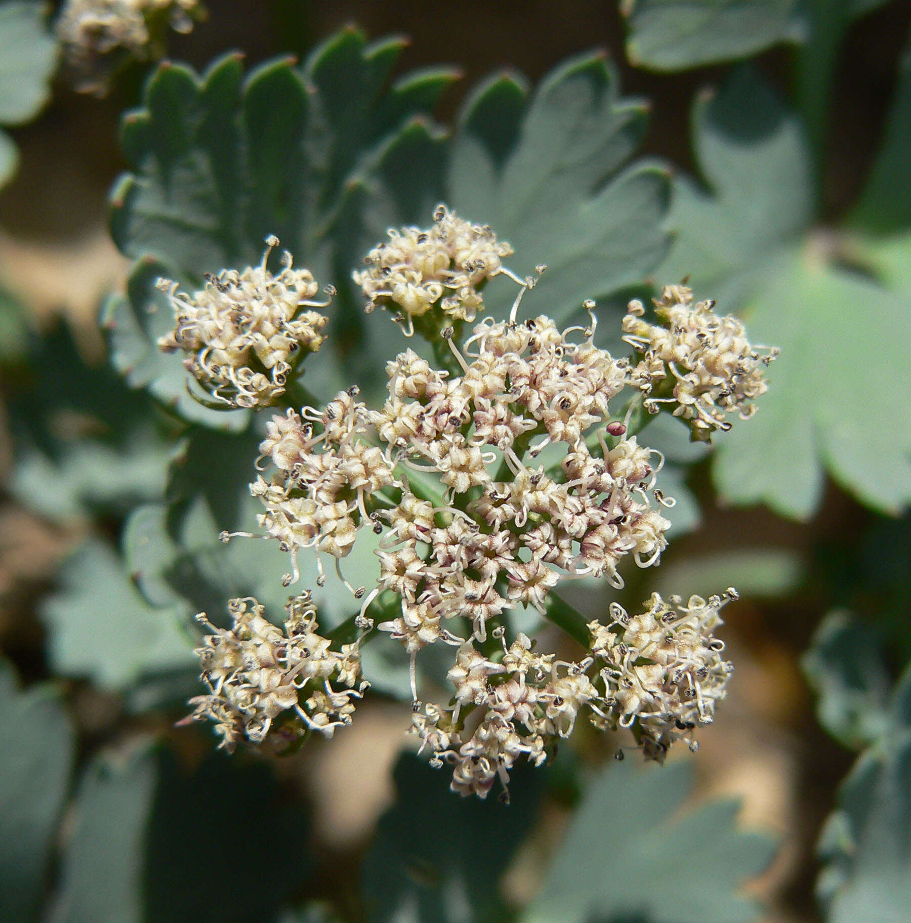 Image of Gilman's springparsley