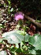 Image de Cirsium mexicanum DC.