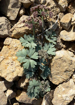 Image of Gilman's springparsley