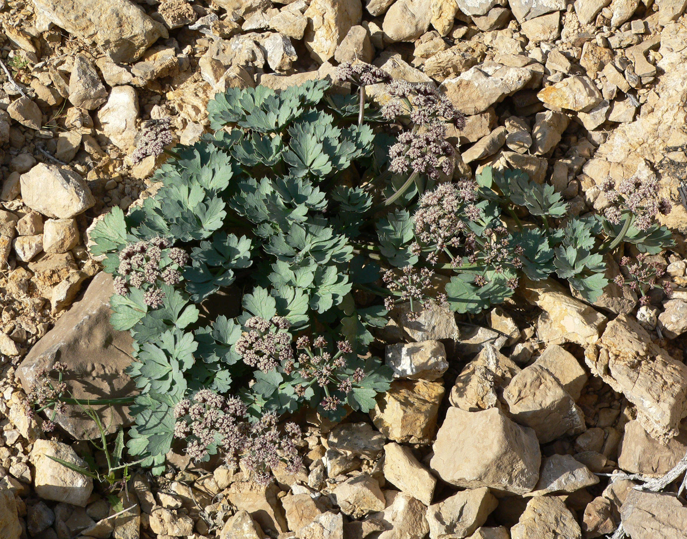 Image of Gilman's springparsley