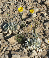 صورة Enceliopsis nudicaulis (A. Gray) A. Nels.