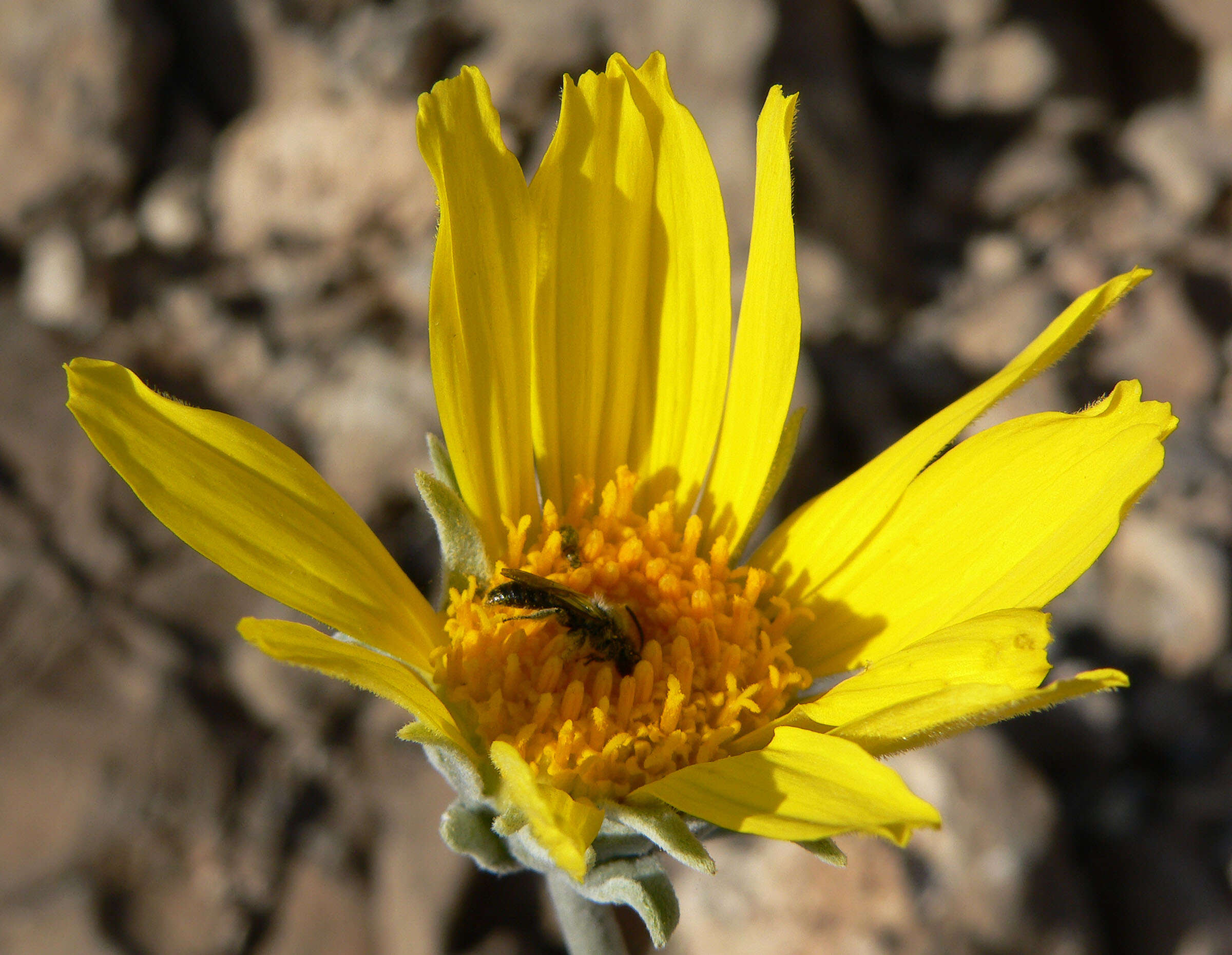 Image of nakedstem sunray