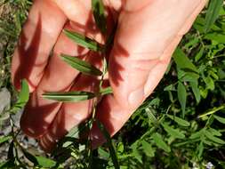 Image of Goat's rue